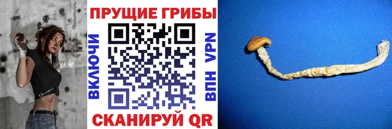 Псилоцибиновые грибы ЛСД  наркотики  Камбарка 